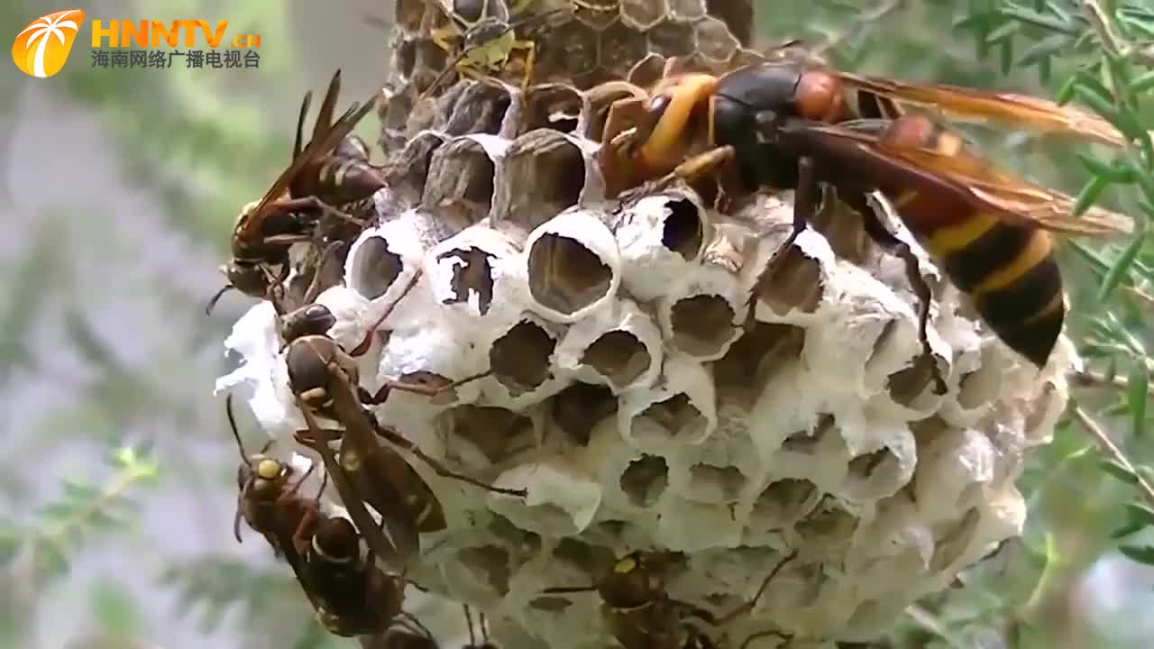 黄蜂袭击游客，景区管理部门被指责安全违规